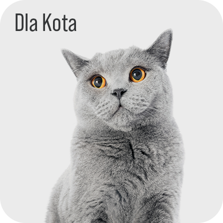 dla Kota