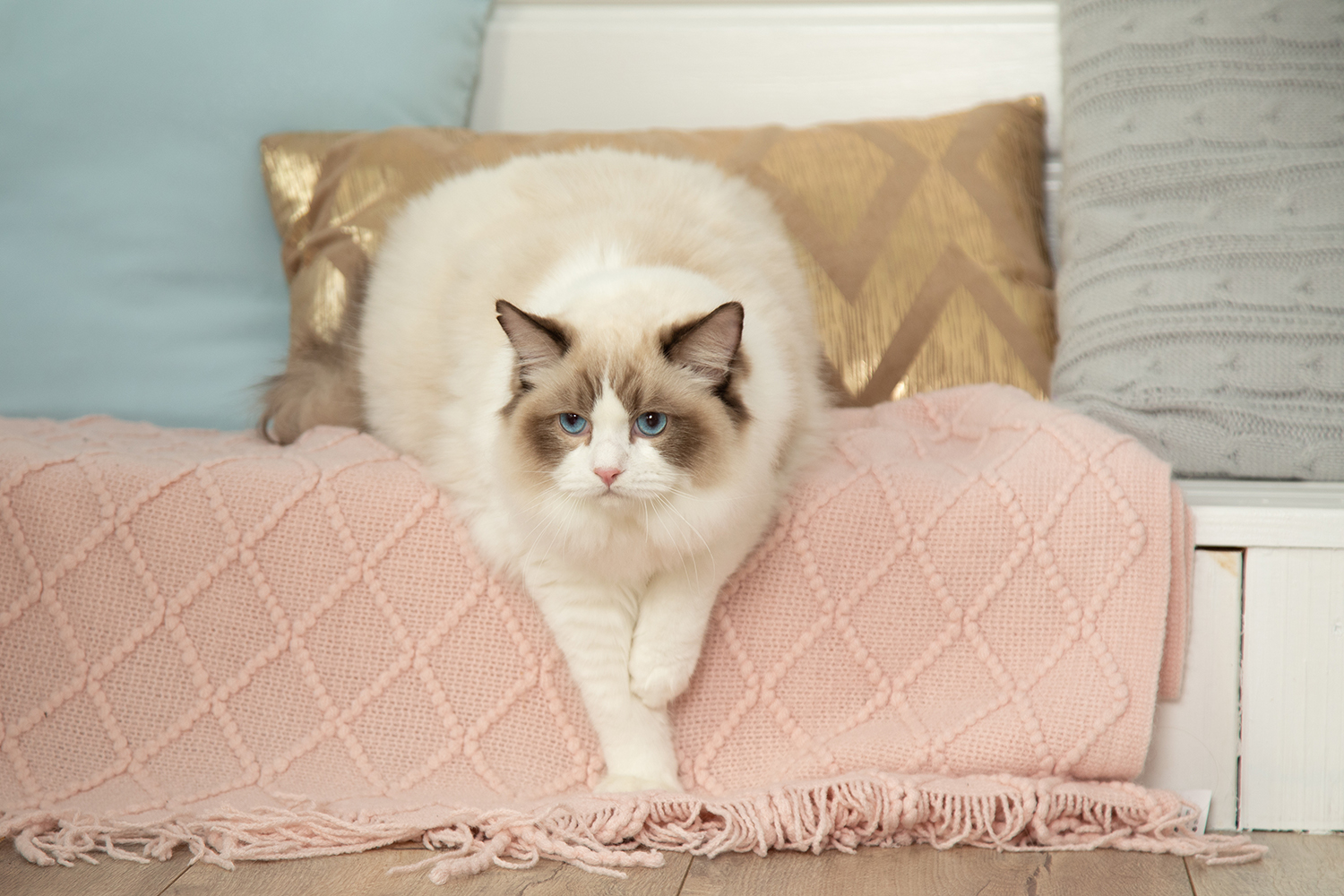  blog_spolka_ragdoll_01