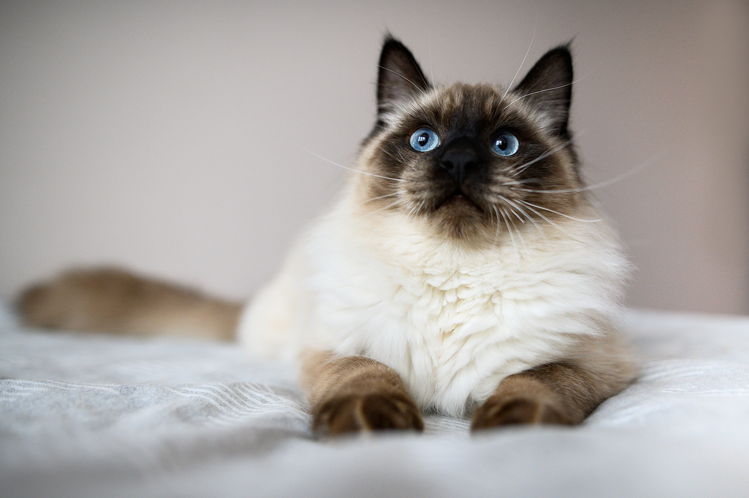  blog_spolka_ragdoll_02