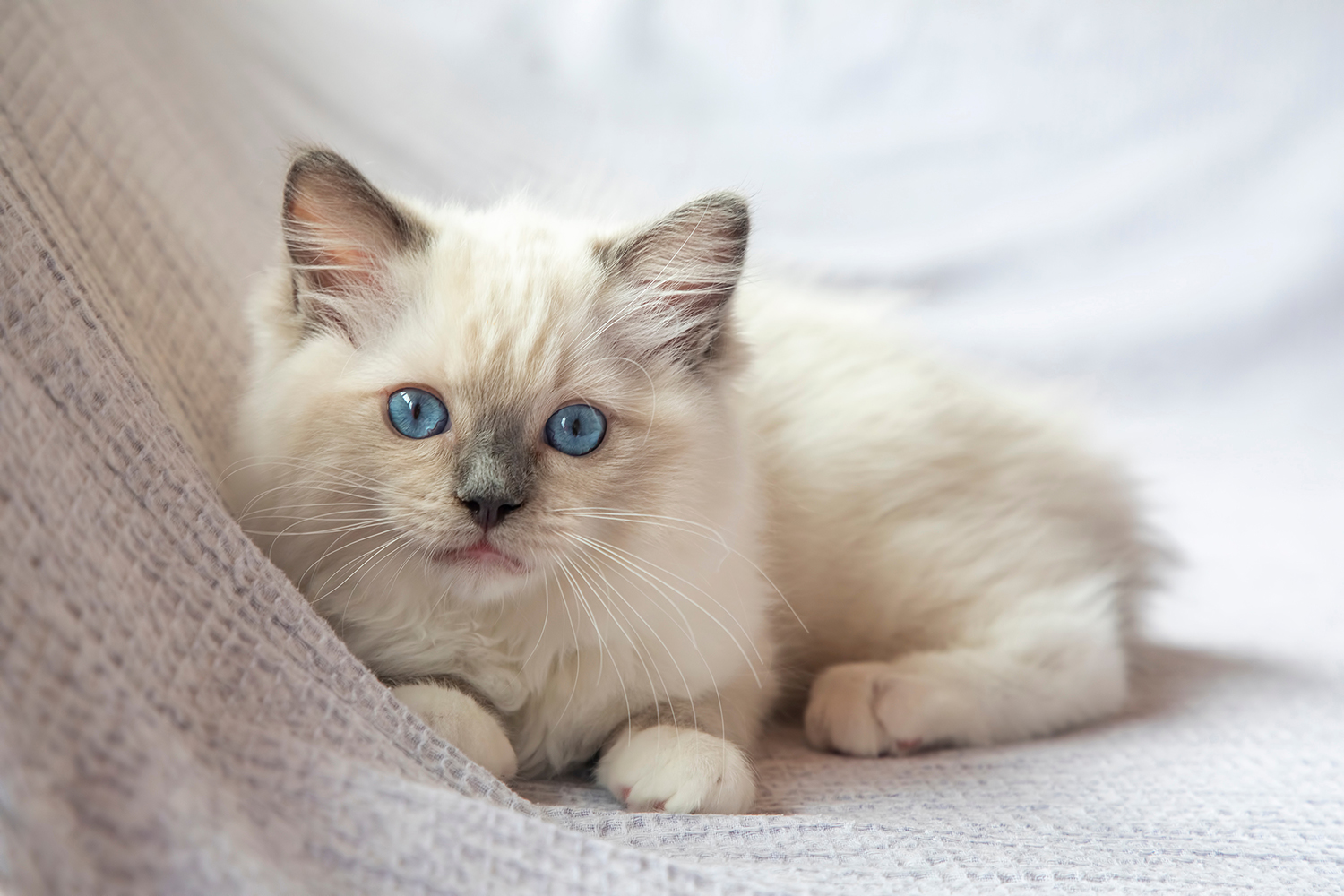  blog_spolka_ragdoll_03