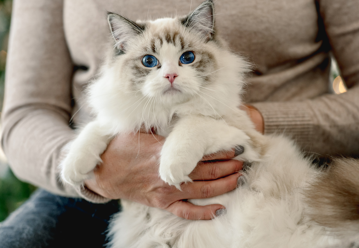  blog_spolka_ragdoll_04