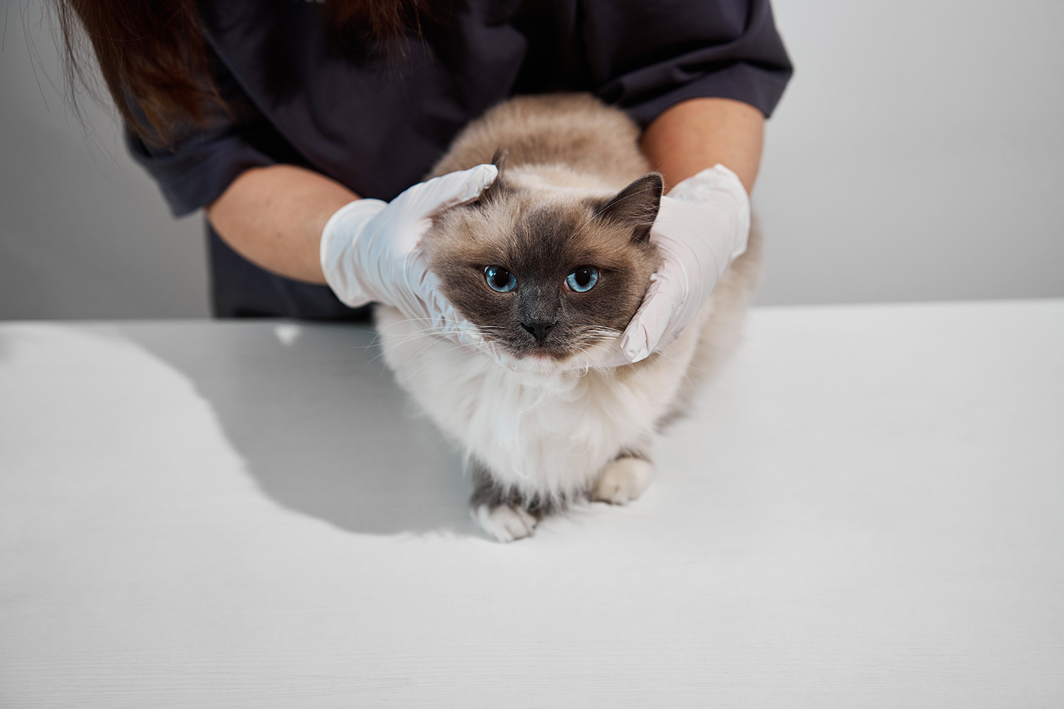  blog_spolka_ragdoll_05