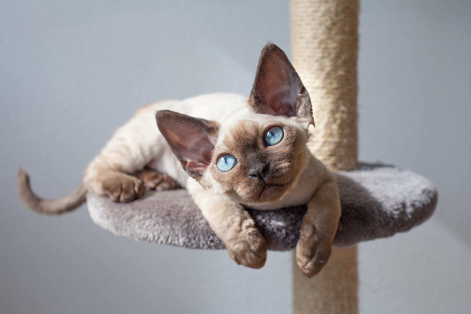  devon_rex_01_blog