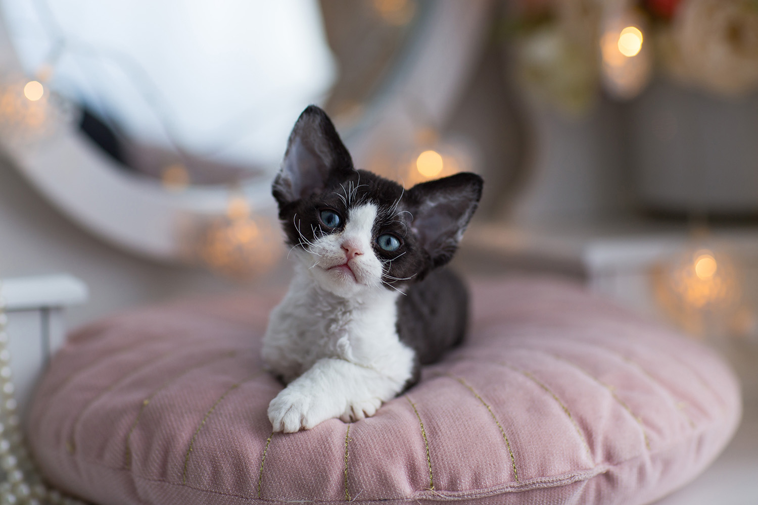  devon_rex_03_blog
