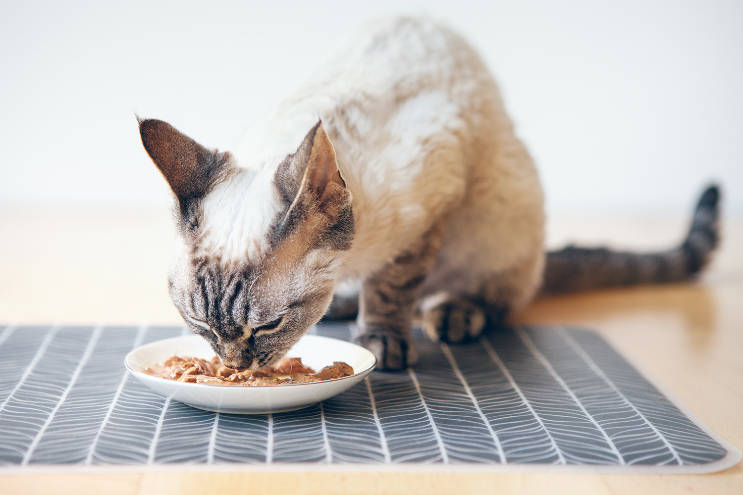  devon_rex_03_blog