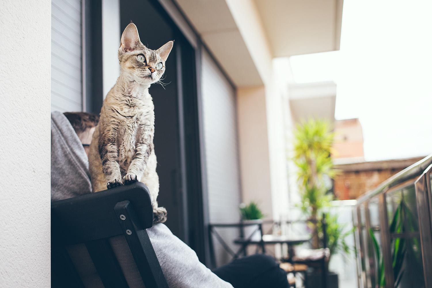  devon_rex_04_blog