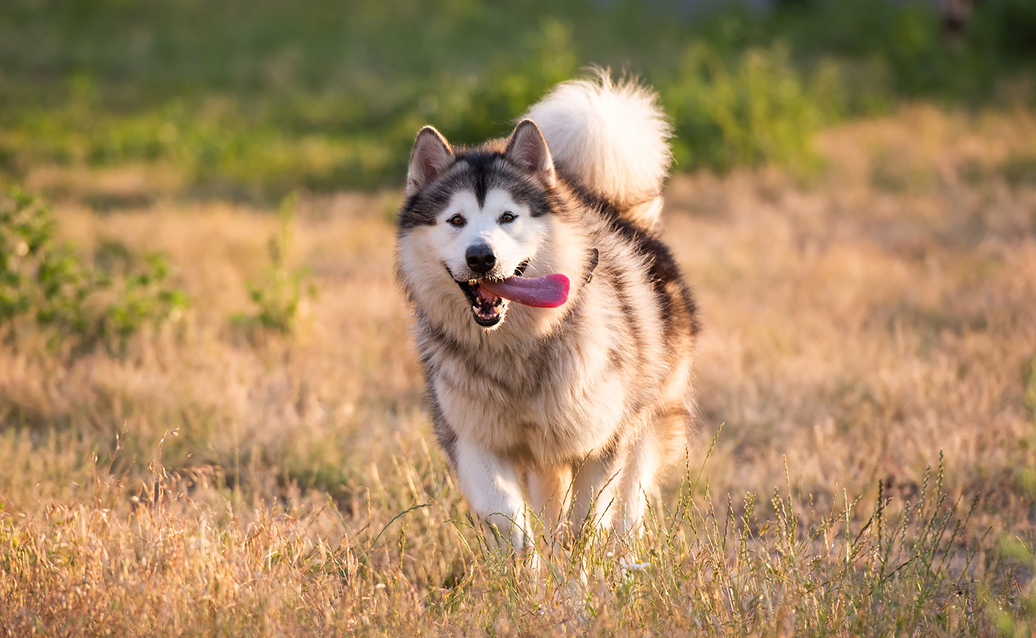 Alaskan malamute i jego wygląd
