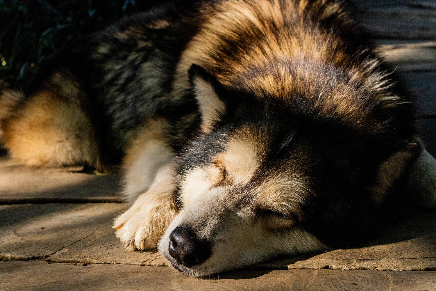 Alaskan malamute i jego charakter