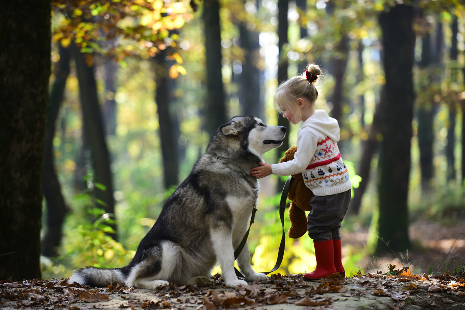 Alaskan malamute a dzieci