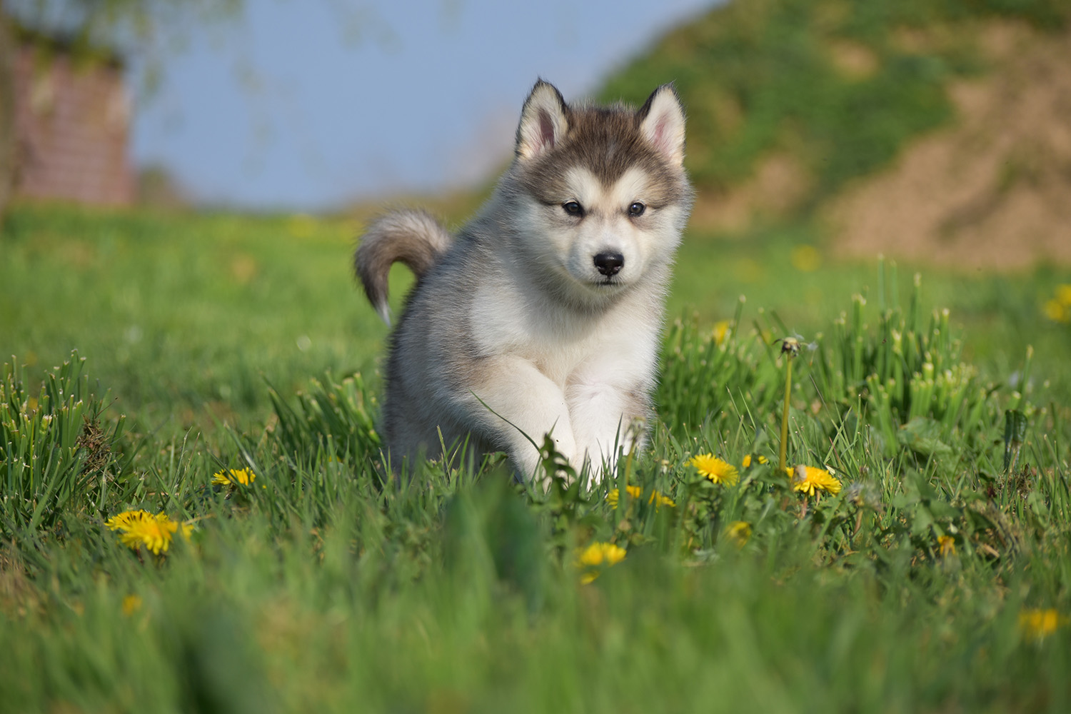 Szczenię Alaskan malamute