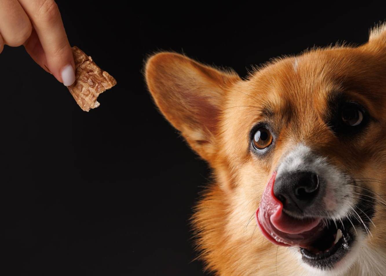 Karma sucha czy mokra dla psa? 