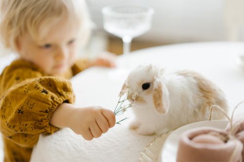 Jak się bawić z królikiem, by go nie stresować?