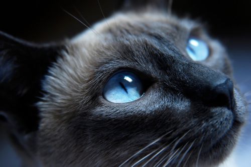 Kot syjamski - Wszystko, co musisz wiedzieć, zanim pojawi się w Twoim domu!