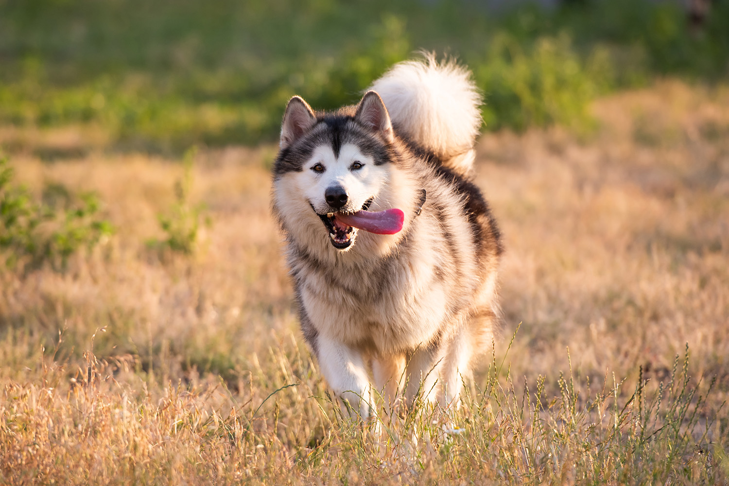 Alaskan malamute – potężny pies zaprzęgowy o niezależnym charakterze. Charakter, zdrowie, żywienie i wychowanie